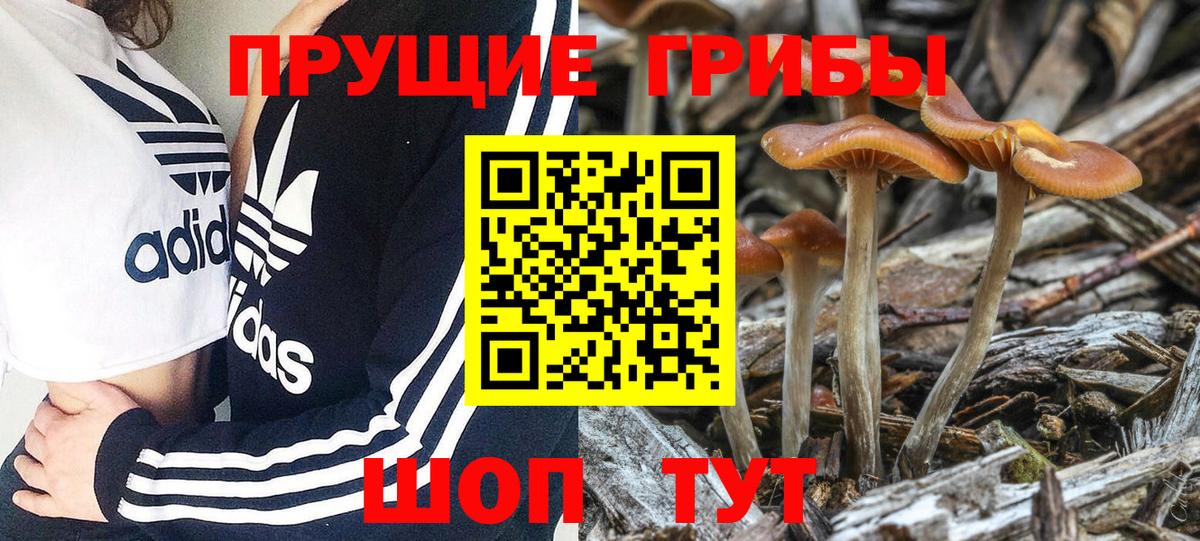 Прохладный  Галлюциногенные грибы мухоморы  Вход с VPN 